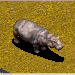Hippo