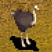 Ostrich