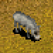 Warthog