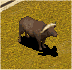 African Buffalo