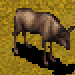Comman Wildebeest